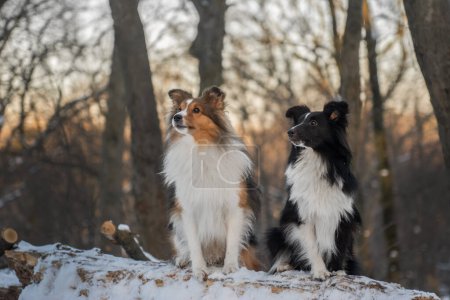 Two dogs sitting together in winter forest. Sunny snowy background, a walk on nature with two Shelties. Dogs of the smartest breed from the same kennel. Wide horizontal picture, copy space.