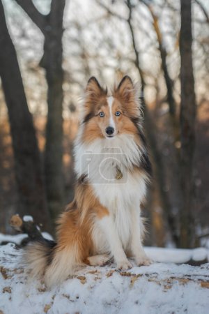 Portrait of a cute dog in snowy forest with beautiful sunny background. Red merle Shetland Sheepdog puppy with bright blue eyes looking at the camera and posing.