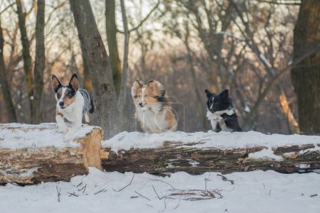 Three dogs jumping together at the same time in winter forest. Sunny snowy background, a walk on nature with Shelties and a Border Collie. Dogs of the smartest breeds from the same kennel. Wide horizontal picture, copy space.