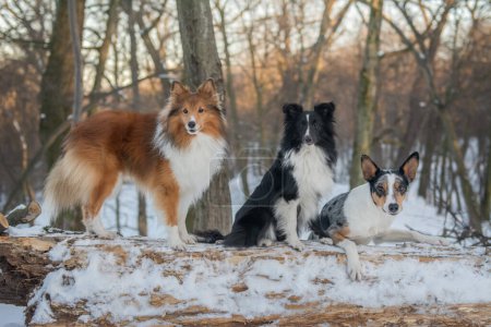 Three dogs together in winter forest. Sunny snowy background, a walk on nature with a Sheltie and a Border Collie. Dogs of the smartest breeds from the same kennel. Wide horizontal picture, copy space.