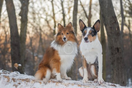 Photo for Two focused dogs sitting together in winter forest. Sunny snowy background, a walk on nature with a Sheltie and a Border Collie. Dogs of the smartest breeds from the same kennel. Wide horizontal picture, copy space. - Royalty Free Image