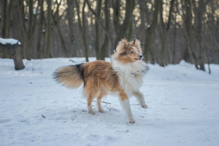 Photo for Small fluffy puppy having fun in winter forest. Funny sable merle Shetland Sheepdog is playing with the snow. - Royalty Free Image