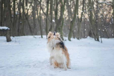 Pequeño perrito esponjoso que se divierte en el bosque de invierno. Funny sable merle Shetland Sheepdog está jugando con la nieve.