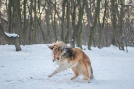 Pequeño perrito esponjoso que se divierte en el bosque de invierno. Funny sable merle Shetland Sheepdog está jugando con la nieve.