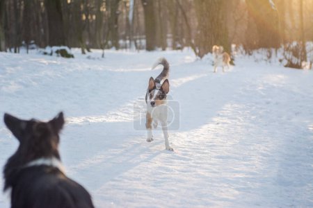 Photo for Dogs running in the snow. Winter forest hike, sunlight on the background. - Royalty Free Image