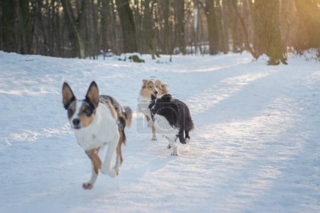 Photo for Two Shelties and a Border Collie running towards her owner in snowy winter forest. Three dogs having fun together - Royalty Free Image
