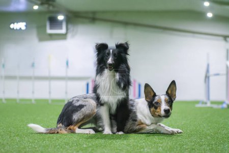 Photo for Border Collie and Shetland Sheepdog laying and resting on agility field inside of a dog training centre, doing dog tricks - Royalty Free Image