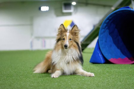 Photo for Sable merle Shetland Sheepdog with blue eyes laying and resting on agility field inside of a dog training centre - Royalty Free Image