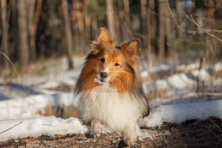 Photo for Cute Shetland Sheepdog walking in snowy forest, direct sunlight. - Royalty Free Image