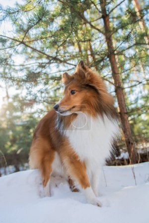 Photo for Cute Shetland Sheepdog walking in snowy forest, direct sunlight. - Royalty Free Image