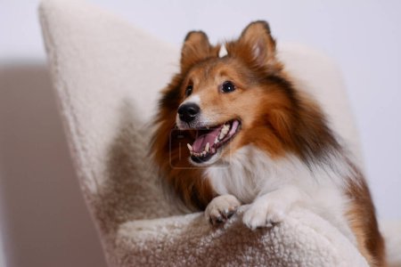 Beautiful Shetland Sheepdog posing in the studio and looking at his owner on white background with home furniture elements. Sheltie breed representative.
