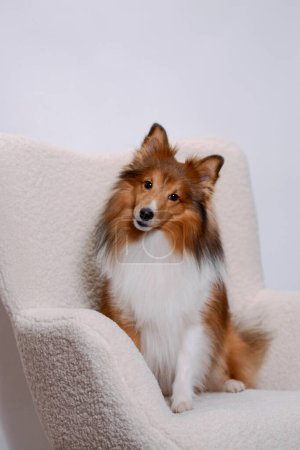 Beautiful Shetland Sheepdog posing in the studio on white background with home furniture elements. Sheltie breed representative.