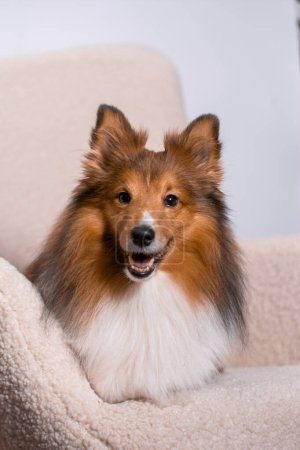 Beautiful Shetland Sheepdog posing in the studio on white background with home furniture elements. Sheltie breed representative.