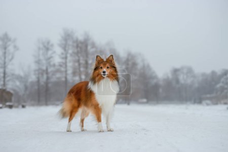 Photo for Gorgeous Shetland Sheepdog standing in snowy forest. Horizontal picture, copy space for text - Royalty Free Image