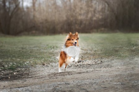 Photo for Fast Shetland Sheepdog running in autumn forest background. Copy space wide picture. - Royalty Free Image