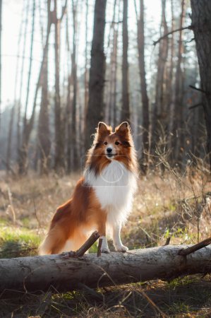 Small fluffy dog in bright sunny forest. Beautiful Shetland Sheepdog standing with front paws on a tree.