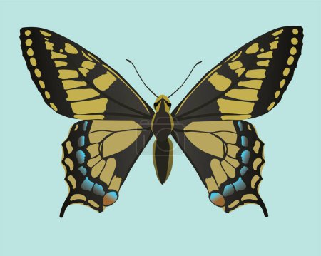 Illustration for A common yellow swallowtail vector illustration. The butterfly is shown flat from above and is cut out on a light blue background. - Royalty Free Image