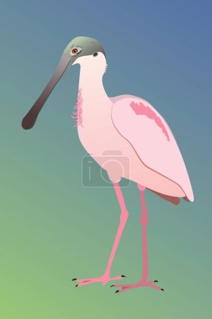 Illustration for A vector illustration of a Roseate spoonbill. The bird is standing and you see the bird from his side. He is looking to the left. Cut out on a blue green gradient background. - Royalty Free Image