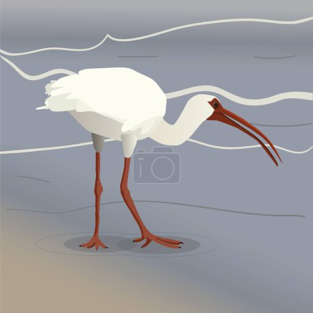 Ilustración de Una ilustración vectorial de un ibis blanco americano vadeando en la playa. Camina con el pico ligeramente abierto y la cabeza hacia abajo, buscando alimento.. - Imagen libre de derechos