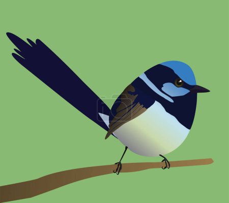 A very cute superb fairywren bird in the shape of an egg. Green background. The bird sits on a branch.