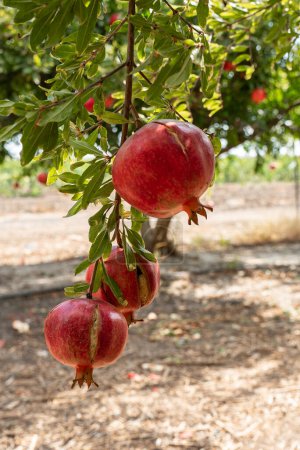 Photo for Ripe pomegranate fruits hang on branches - Royalty Free Image