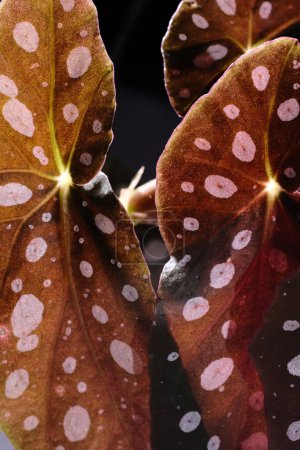 Foto de Begonia maculata planta sobre fondo negro. Trout begonia hojas con puntos blancos y brillo metálico, de cerca. Planta de begonia manchada con hojas lanceoladas rosadas y la parte inferior roja. - Imagen libre de derechos