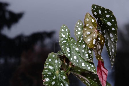Téléchargez les photos : Begonia maculata plante sur un fond gris. Truite bégonia feuilles à pois blancs et chatoiement métallique, fermer. Plante d'intérieur bégonia tachetée aux feuilles vertes lancéolées et au dessous rouge. - en image libre de droit