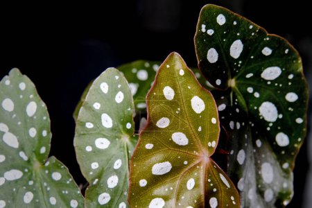 Téléchargez les photos : Begonia maculata plante sur fond noir. Truite bégonia feuilles à pois blancs et chatoiement métallique, fermer. Plante d'intérieur bégonia tachetée aux feuilles vertes lancéolées et au dessous rouge. - en image libre de droit