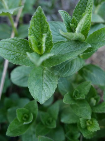 Photo for Fresh, fragrant mint leaves, close-up - Royalty Free Image