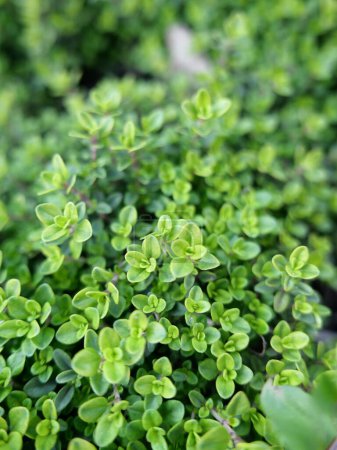Photo for Fragrant thyme bush in the summer herb garden, close-up - Royalty Free Image