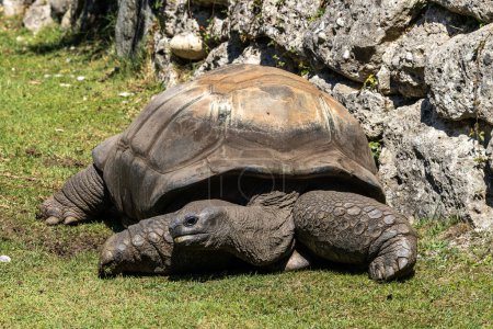 Photo for Aldabra giant tortoise, Curieuse Marine National Park, Curieuse Island, Seychelles - Royalty Free Image