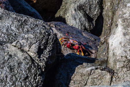 Foto de Cangrejo de patas rojas moriscas, Grapsus adscensionis en Puerto de la Aldea del Pueblo de San Nicolás en Gran Canaria en España. Un crustáceo común de las Islas Canarias, - Imagen libre de derechos
