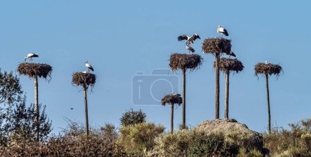 Foto de Cigüeñas blancas, Ciconia ciconia, apareándose en el nido. Animales salvajes copulando en el Monumento Natural Los Barruecos, Malpartida de Cáceres, Extremadura, España. - Imagen libre de derechos