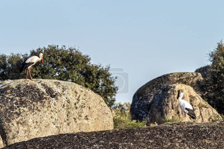 Téléchargez les photos : Ciconia ciconia Colonie de cigognes dans une aire protégée du Monument Naturel de Los Barruecos, Malpartida de Caceres, Estrémadure en Espagne. - en image libre de droit