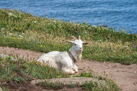 Photo for Wild goats on the cliffs of Estaca de Bares peninsula coast. Province of A Coruna, Galicia in Spain. - Royalty Free Image