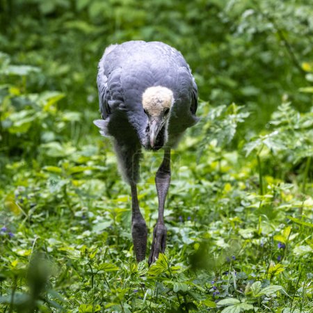 Foto de Beautiful yellow fluffy Demoiselle Crane baby gosling, Anthropoides virgo are living in the bright green meadow during the day time. It is a species of crane found in central Eurosiberia - Imagen libre de derechos