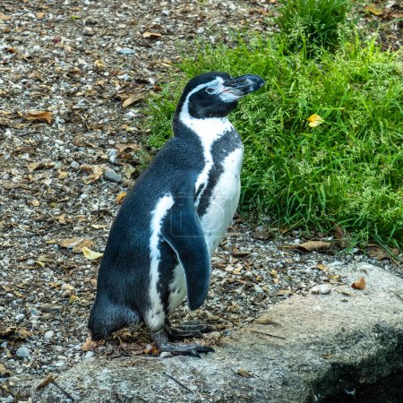 Téléchargez les photos : Le manchot Humboldt, Spheniscus humboldti, également appelé manchot péruvien, ou patranca, est un pingouin sud-américain qui se reproduit sur les côtes du Chili et du Pérou.. - en image libre de droit