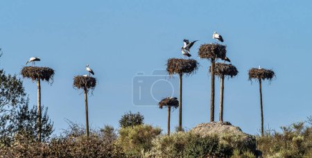 Foto de Cigüeñas blancas, Ciconia ciconia, apareándose en el nido. Animales salvajes copulando en el Monumento Natural Los Barruecos, Malpartida de Cáceres, Extremadura, España. - Imagen libre de derechos