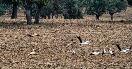 Photo for White storks, Ciconia ciconia walking on a plowed field at Villa del Rey, Extremadura, Spain. Big white bird with black edge of wings, red beak and red feets. Scene from wild nature. European wildlife. - Royalty Free Image