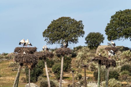 Foto de Ciconia ciconia Colonia de cigüeñas en un área protegida del Monumento Natural Los Barruecos, Malpartida de Cáceres, Extremadura en España. - Imagen libre de derechos