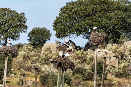 Téléchargez les photos : Ciconia ciconia Colonie de cigognes dans une aire protégée du Monument Naturel de Los Barruecos, Malpartida de Caceres, Estrémadure en Espagne. - en image libre de droit