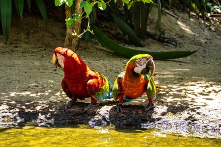 Foto de Red and green macaw or green winged macaw, scientific name ara chloropterus parrot bird in Parque das aves Foz do Iguacu Brazil Parana state - Imagen libre de derechos