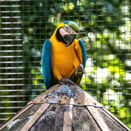Foto de The Blue-and-yellow Macaw in Parque das aves Foz do Iguacu Brazil Parana state. Ara ararauna also known as the blue-and-gold macaw, is a large South American parrot. - Imagen libre de derechos