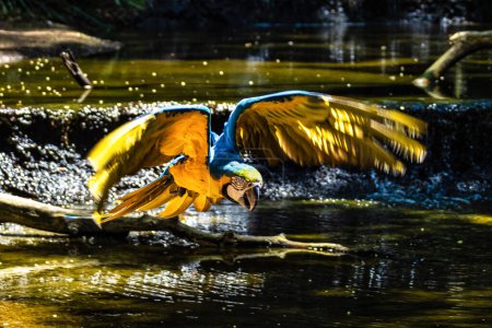 Foto de El guacamayo azul y amarillo en el Parque das aves Foz do Iguacu Brasil Paraná estado. Ara ararauna también conocido como el guacamayo azul y dorado, es un gran loro sudamericano.. - Imagen libre de derechos