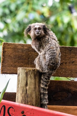 Foto de Callithrix penicillata, también conocida como Mico-estrela en portugués, es un mono típico del centro de Brasil. Aquí en Campeche, Florianópolis - Imagen libre de derechos