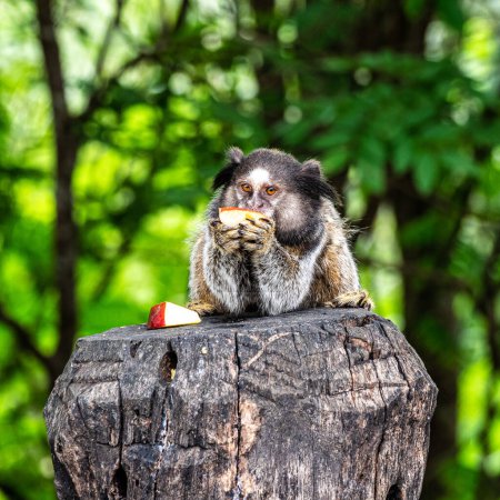 Foto de The black-tufted marmoset, Callithrix penicillata, also known as Mico-estrela in Portuguese eating fruits at Itaete, Poco Encantado in Chapada Diamantina, Brazil. - Imagen libre de derechos