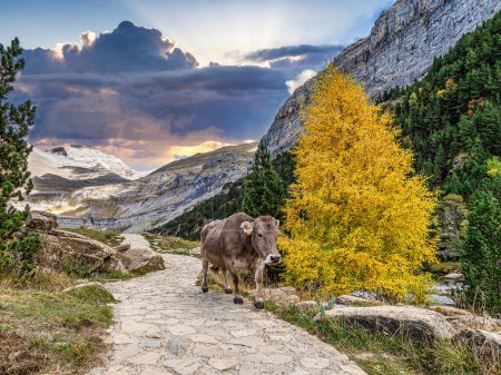 Photo for Autumn landscape view of beautiful nature in Ordesa and Monte Perdido National park, Pyrenees, Aragon in Spain. - Royalty Free Image