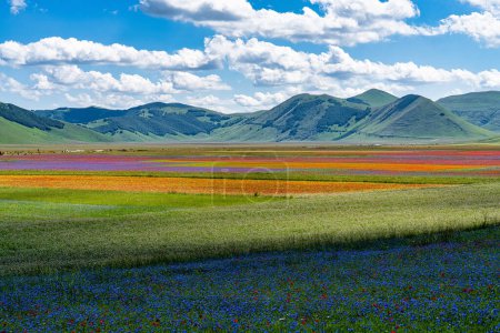 Téléchargez les photos : Floraison de lentilles avec coquelicots et bleuets à Castelluccio di Norcia, parc national des montagnes sibillini, Italie, Europe - en image libre de droit