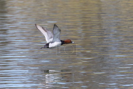 Photo for The Red-crested Pochard, Netta rufina is a large diving duck. Here flying over a lake at Munich, Germany - Royalty Free Image