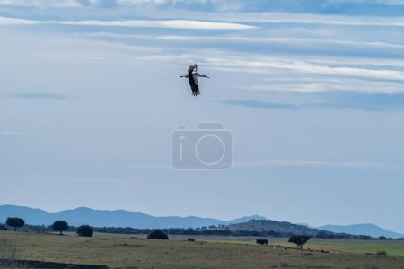 Téléchargez les photos : Cigogne blanche d'Europe, Ciconia ciconia volant au monument naturel de Los Barruecos, Malpartida de Caceres, Estrémadure, Espagne. - en image libre de droit